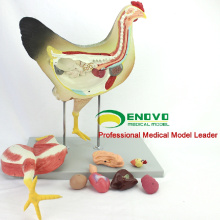 Оптовая ветеринарная модель 12009 медицинский анатомическая модель 8 частей курицы 
